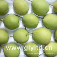 Tasty Green Pear at Competitive Price